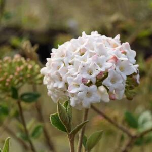 Viburnum x burkwoodii 'Anne Russell' 100-125 cm